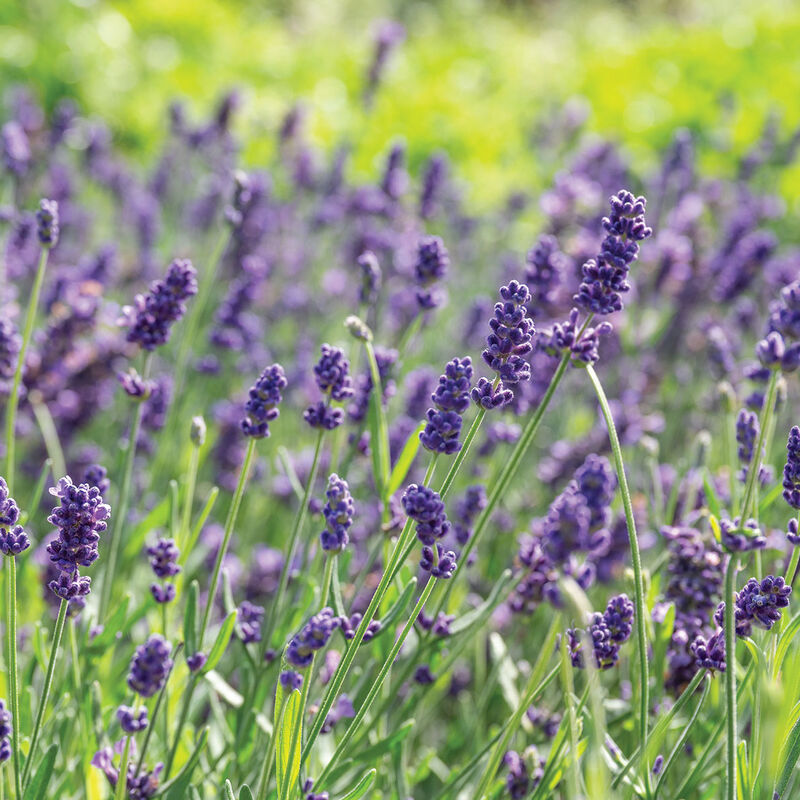 Munstead Lavender Floral Sticks (Lavender angustifolia ‘Munstead’)