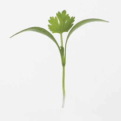 Cilantro Monogerm (Coriandrum sativum)