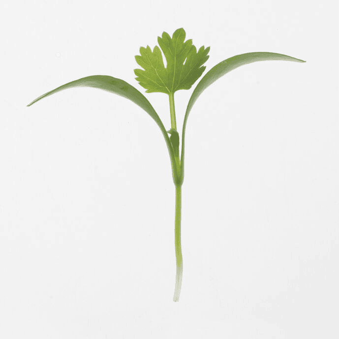Cilantro Monogerm (Coriandrum sativum)