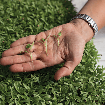 Cilantro Monogerm (Coriandrum sativum)
