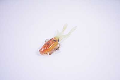 -Glow Squid "Fat Pat" MDP -Glow Squid "Fat Pat" MDP