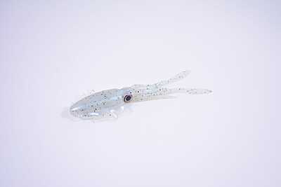 -Glow Squid "Fat Pat" MDP -Glow Squid "Fat Pat" MDP