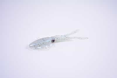 -Glow Squid "Fat Pat" MDP -Glow Squid "Fat Pat" MDP