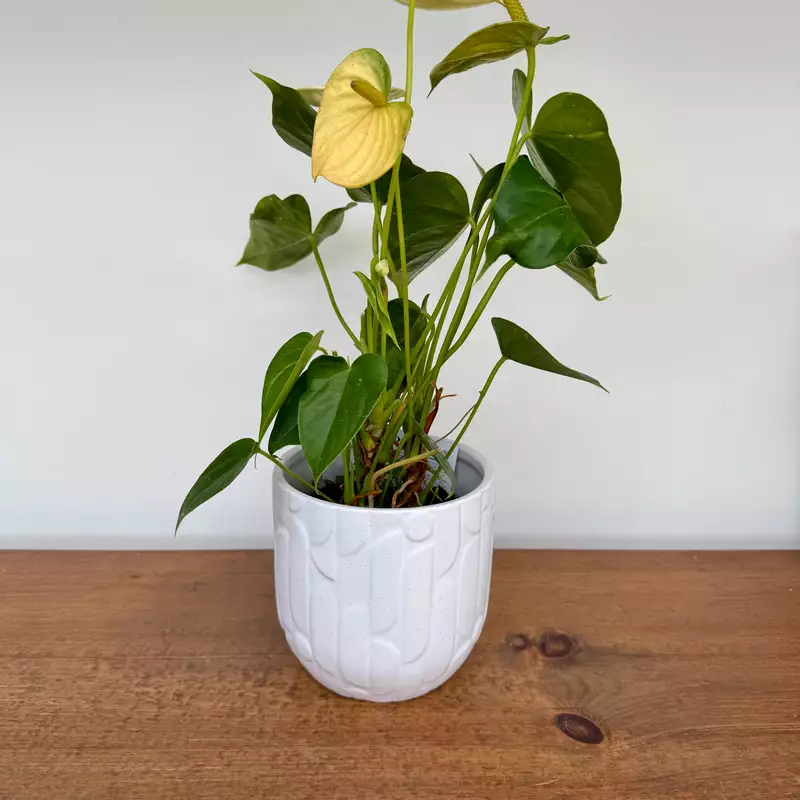 Winslow Pot - 5.75" x 5" - White