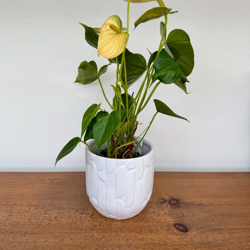Winslow Pot - 5.75" x 5" - White