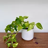 Kendall Pot - 4.75" x 4.5" - White
