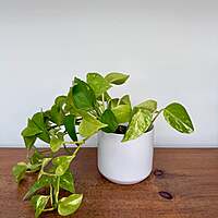 Kendall Pot - 4.75" x 4.5" - White