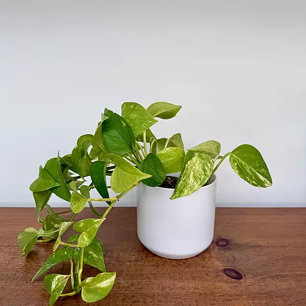 Kendall Pot - 4.75" x 4.5" - White