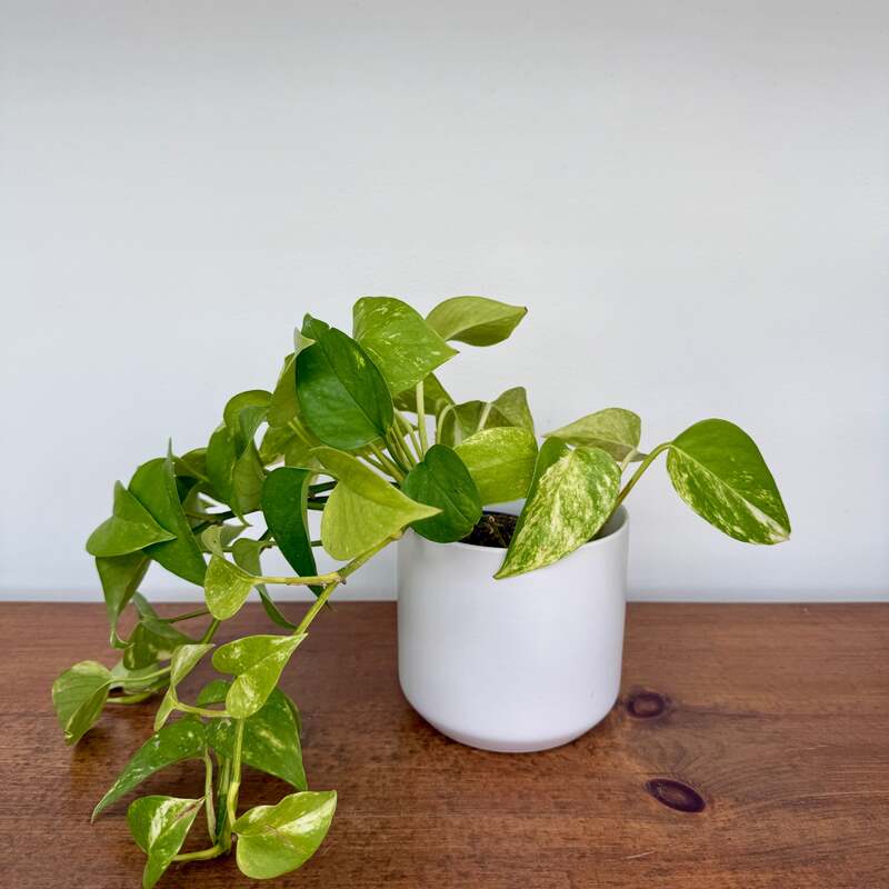 Kendall Pot - 4.75" x 4.5" - White