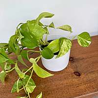 Kendall Pot - 4.75" x 4.5" - White