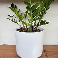 Kendall Pot - 10.75" x 10" - White