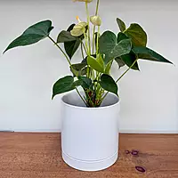 Romey Pot - 7.25" x 7" - White