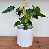 Romey Pot - 7.25" x 7" - White