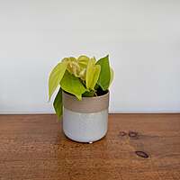 Rooney Pot - 4.5" x 4. 25"