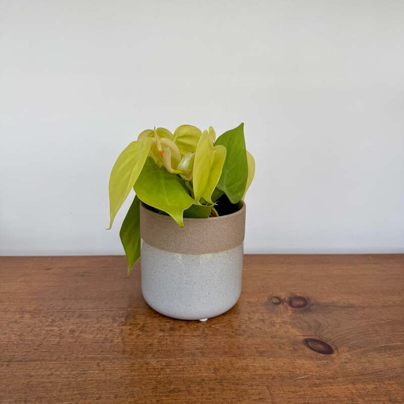 Rooney Pot - 4.5" x 4. 25"