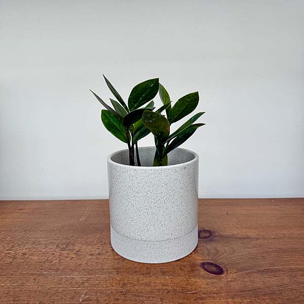Downy Pot - 4.5" x 4.5"