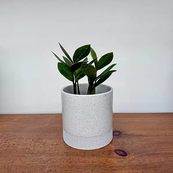 Downy Pot - 4.5" x 4.5"