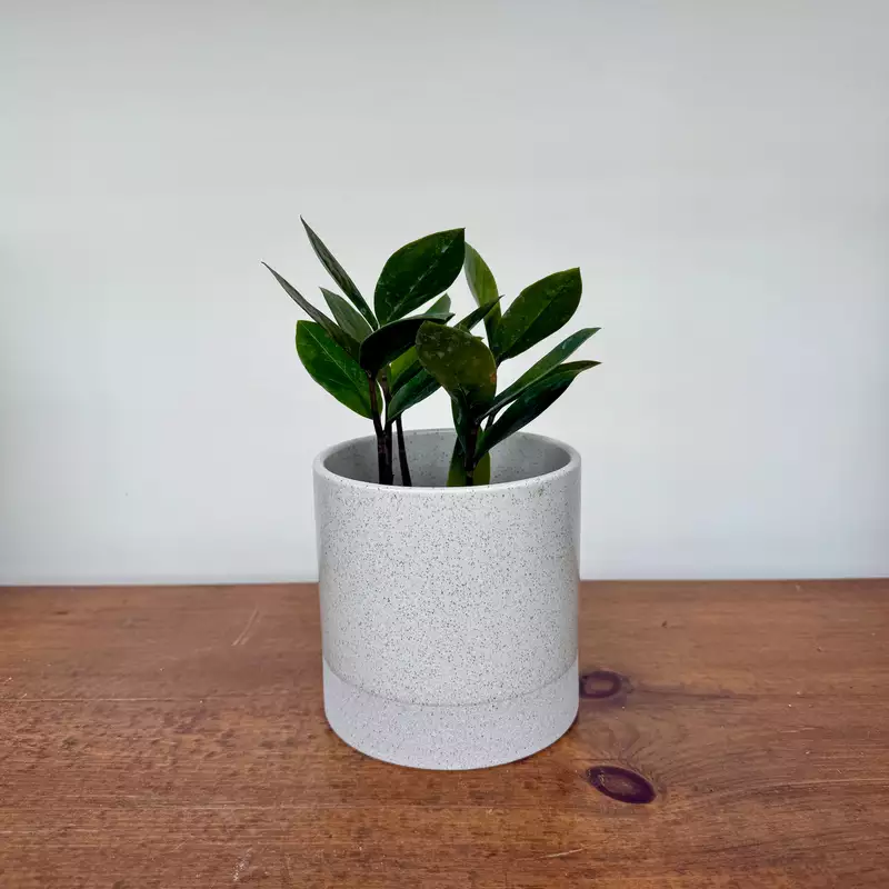 Downy Pot - 4.5" x 4.5"