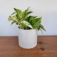 Downy Pot - 5.5" x 5"