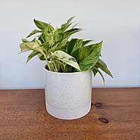Downy Pot - 5.5" x 5"