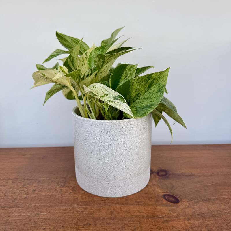 Downy Pot - 5.5" x 5"