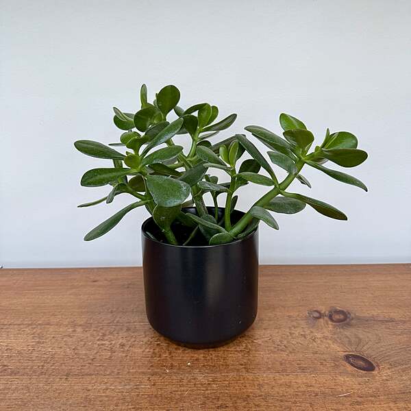 Kendall Pot - 4.75" x 4.5" - Black