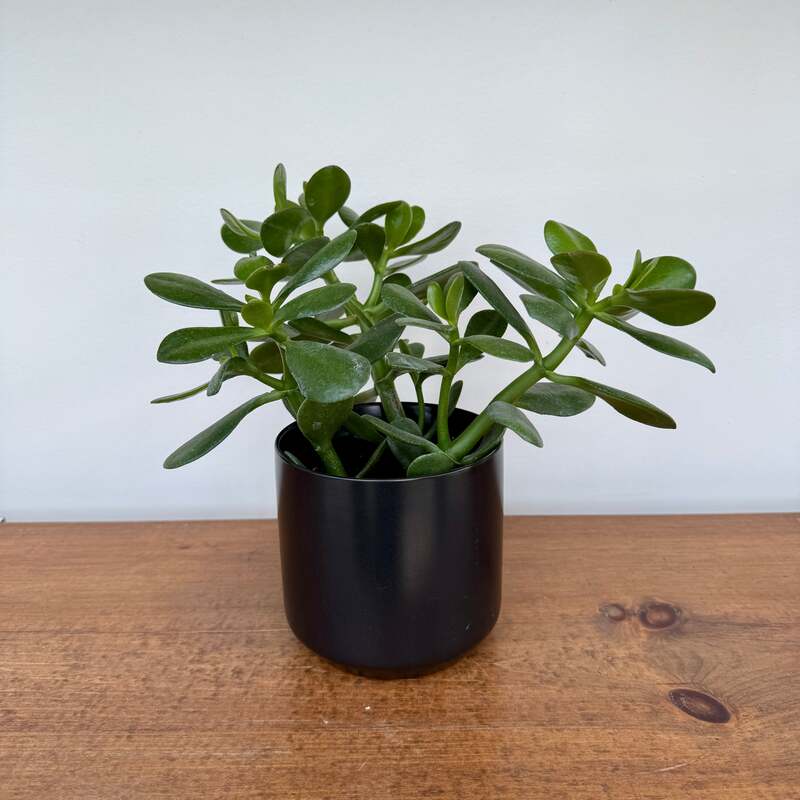 Kendall Pot - 4.75" x 4.5" - Black