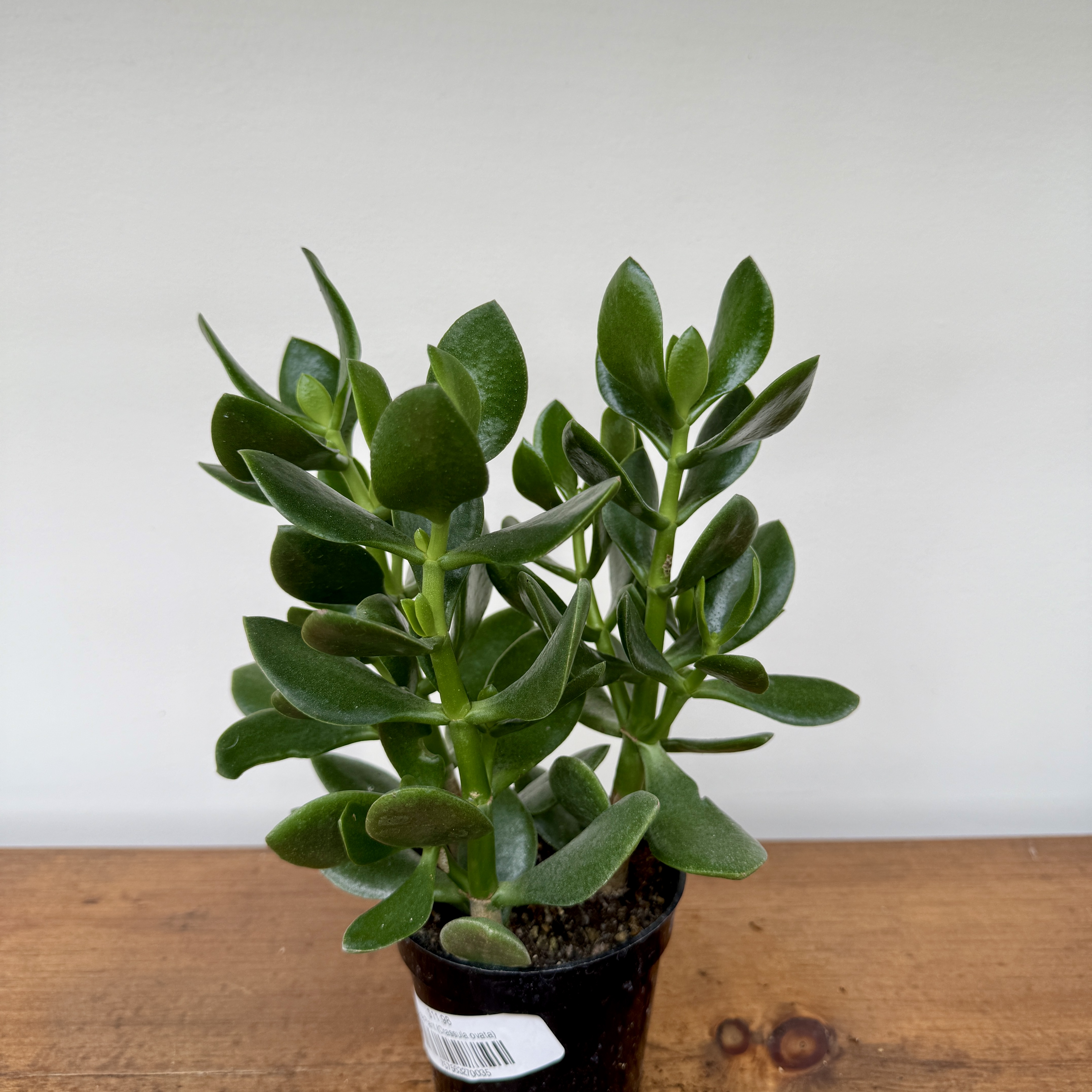 Crassula ovata (Jade Plant) - 4" Pot