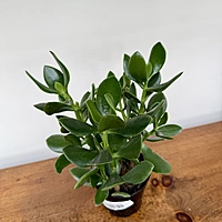 Crassula ovata (Jade Plant) - 4" Pot