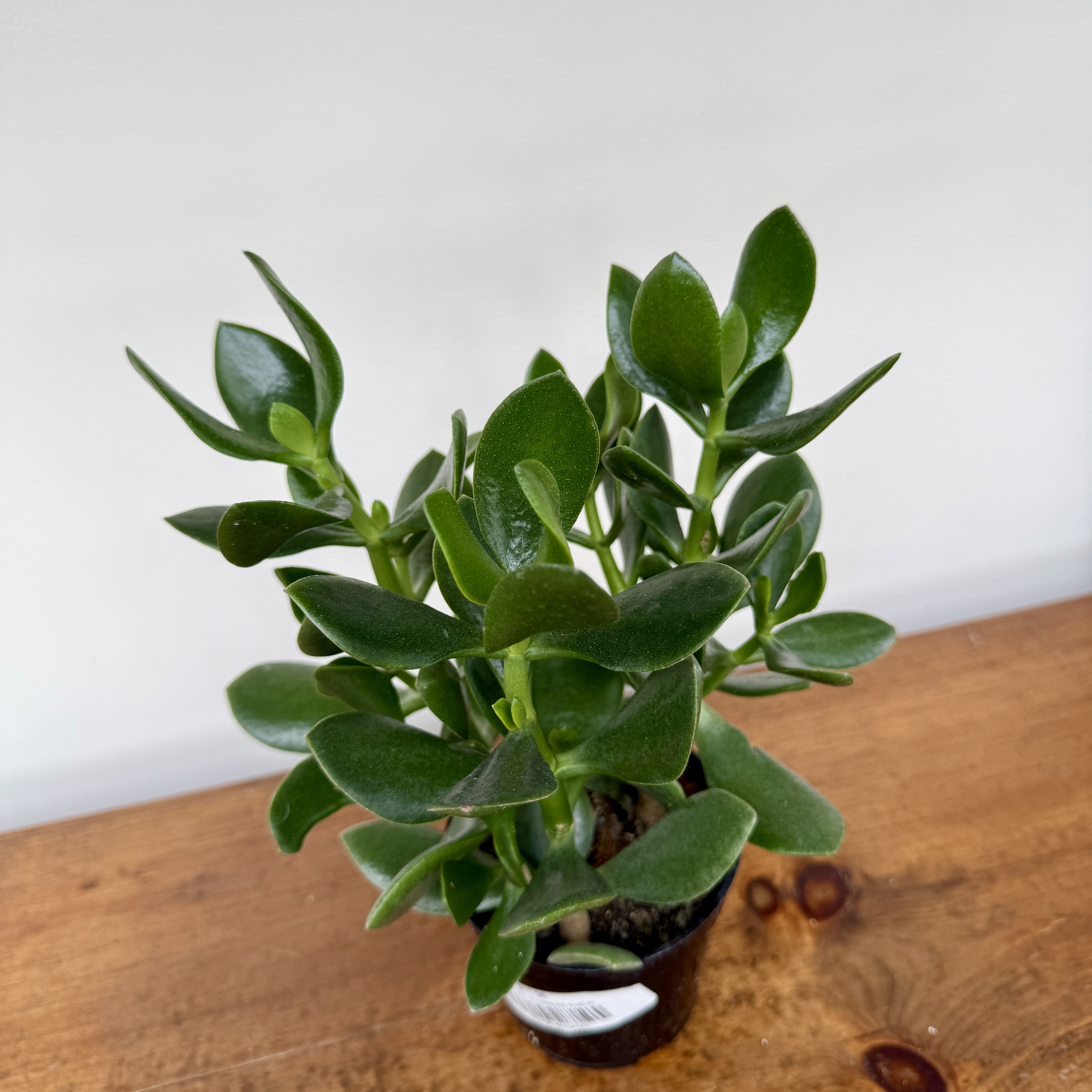 Crassula ovata (Jade Plant) - 4" Pot