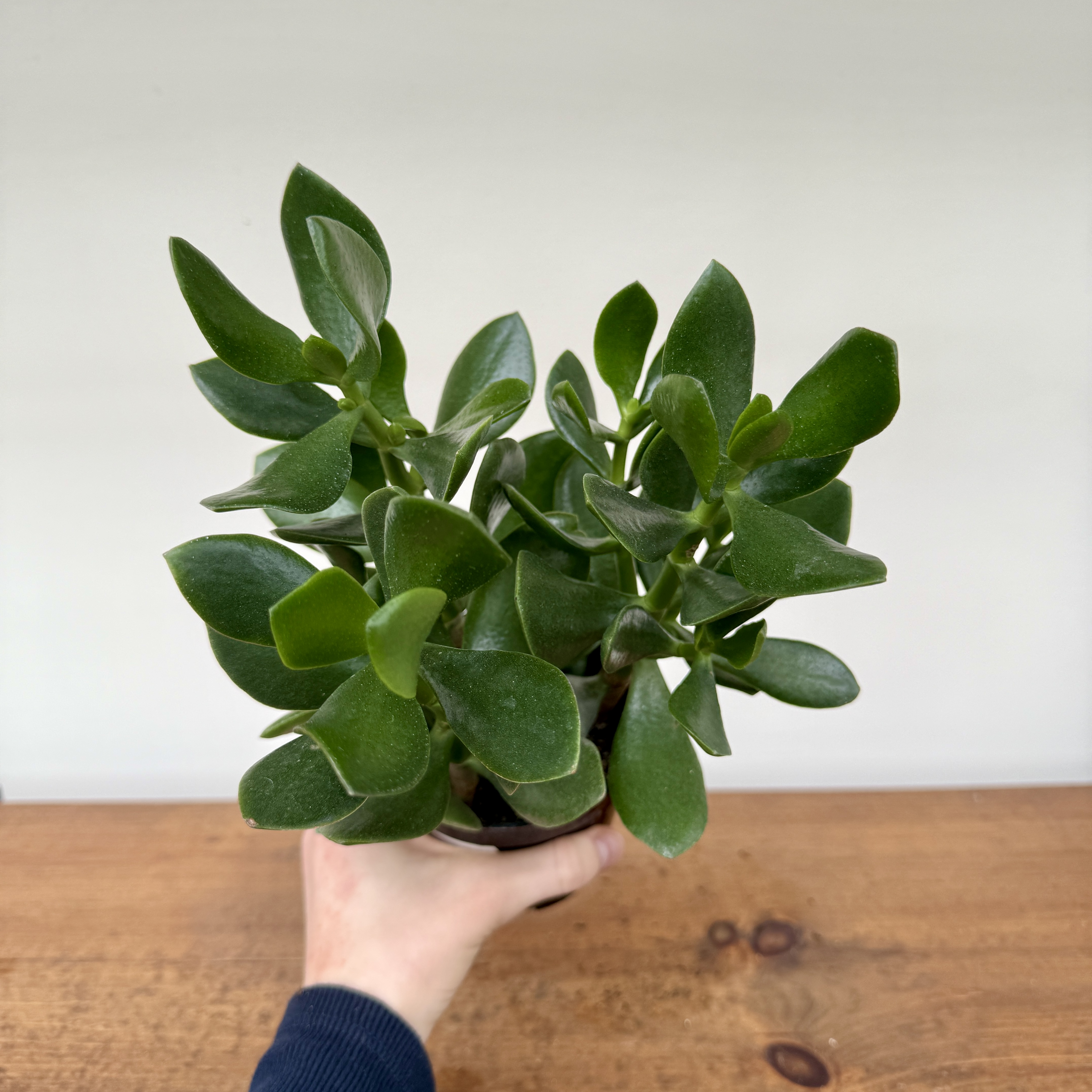 Crassula ovata (Jade Plant) - 4" Pot
