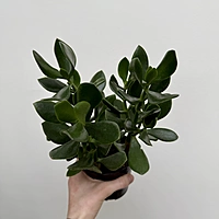 Crassula ovata (Jade Plant) - 4" Pot