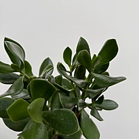 Crassula ovata (Jade Plant) - 4" Pot