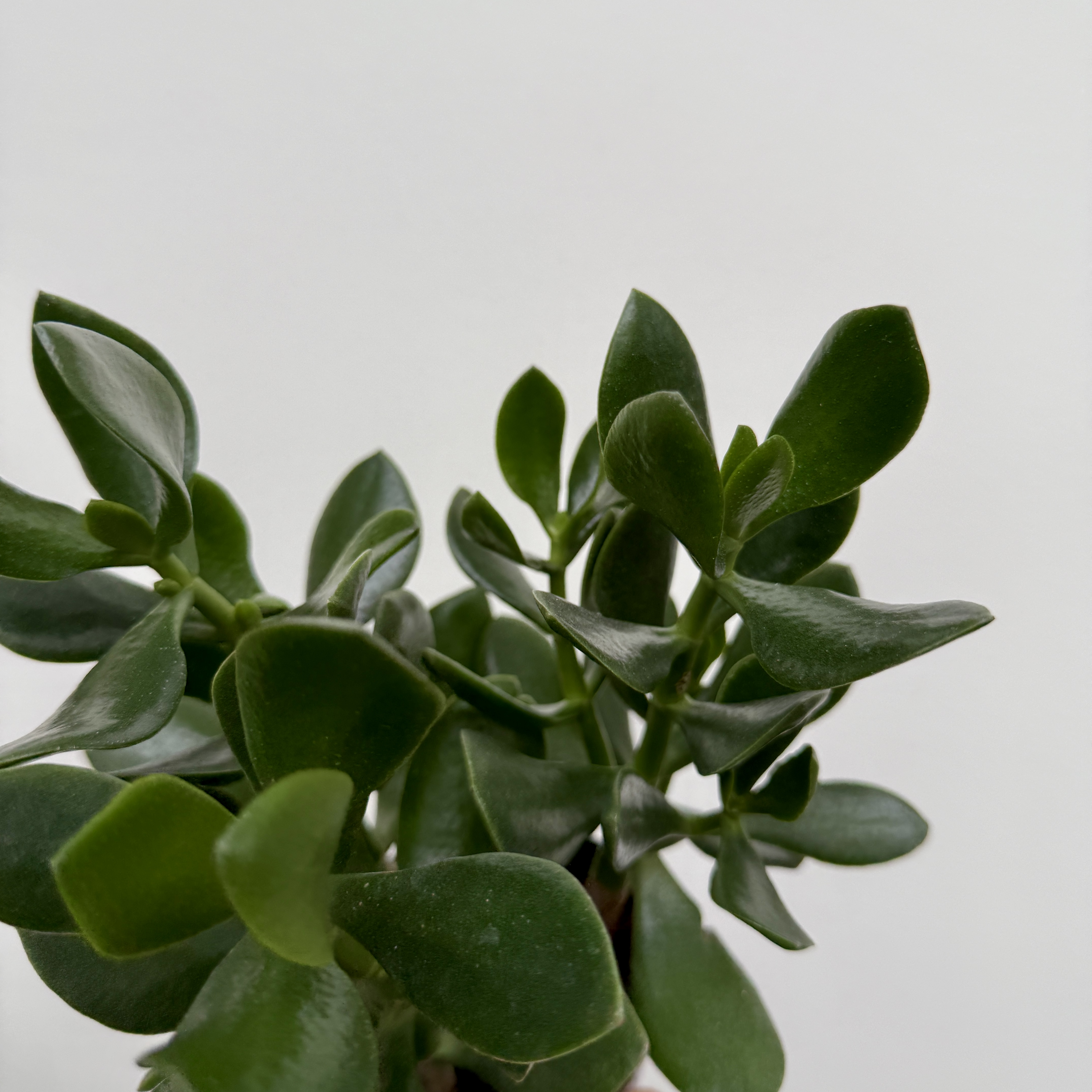 Crassula ovata (Jade Plant) - 4" Pot