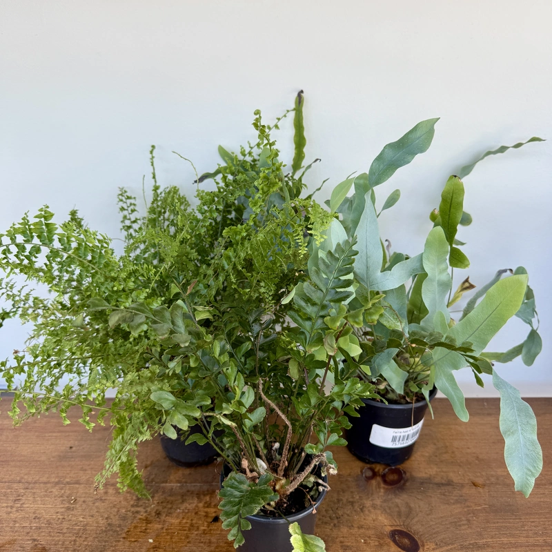 Ferns (Assorted Ferns) - 4" Pot