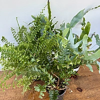 Ferns (Assorted Ferns) - 4" Pot