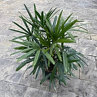 Rhapsis excelsa (Lady Palm) - 10" Pot