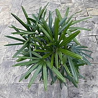 Rhapsis excelsa (Lady Palm) - 10" Pot
