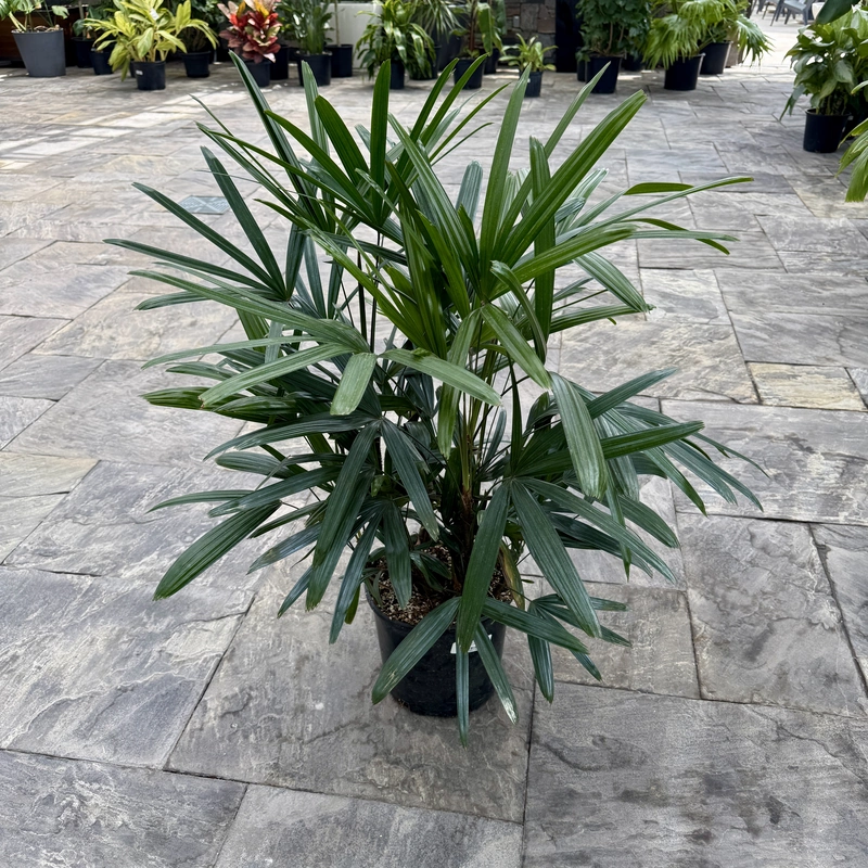 Rhapsis excelsa (Lady Palm) - 10" Pot