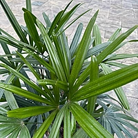 Rhapsis excelsa (Lady Palm) - 10" Pot