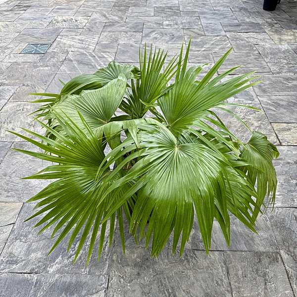 Chinese Fan Palm (Livistona chinensis) - 12" Pot