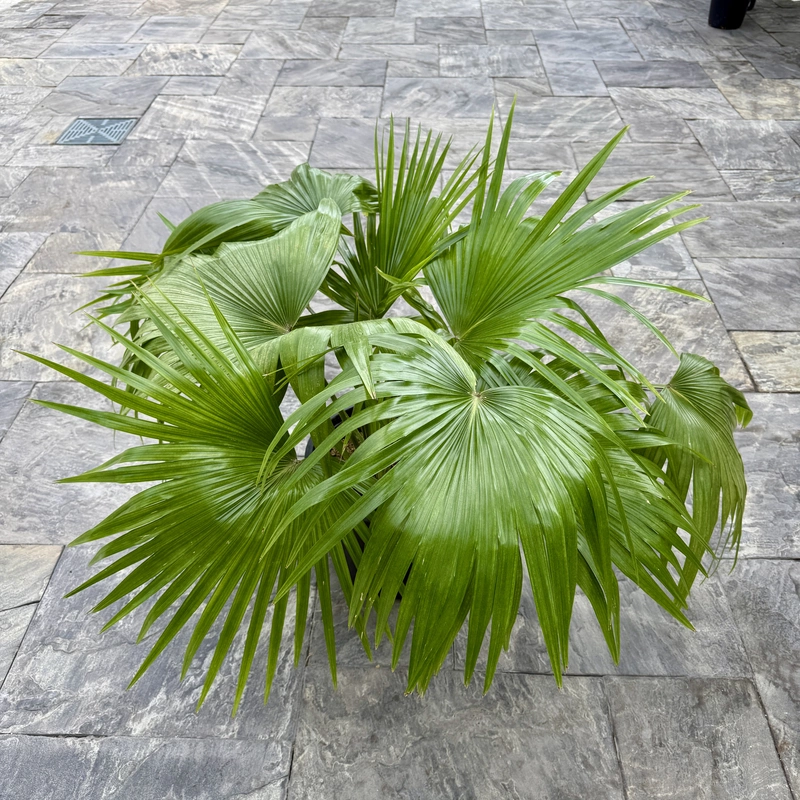 Chinese Fan Palm (Livistona chinensis) - 12" Pot