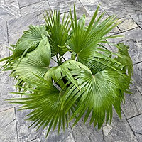 Chinese Fan Palm (Livistona chinensis) - 12" Pot