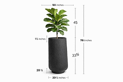Ficus Lyrata – Pot cylindrique noir en métal galvanisé (78 pouces)  Fabrication Québec