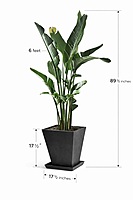 Oiseau du paradis – Pot carré noir Fiberstone (6 pieds)