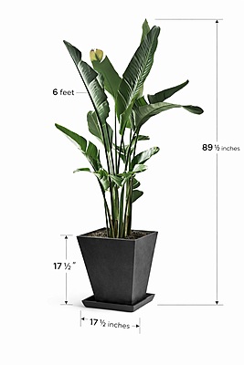 Oiseau du paradis – Pot carré noir Fiberstone (6 pieds)