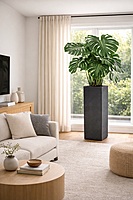 Monstera Deliciosa – Pot carré haut noir en métal galvanisé (71 pouces)  Fabrication Québec