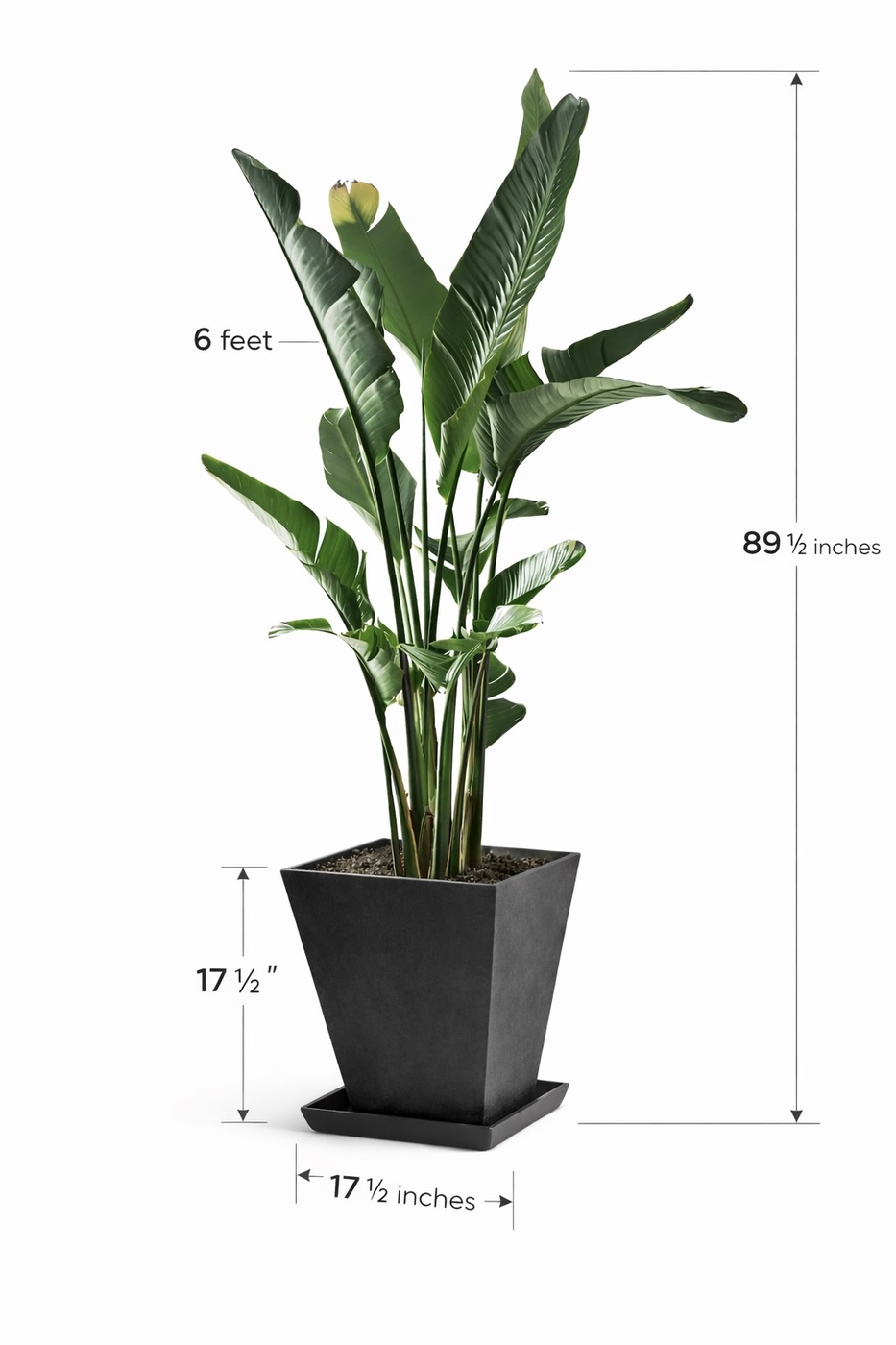 Oiseau du paradis – Pot carré noir en métal galvanisé (6 pieds) Fabrication Québec Oiseau du paradis – Pot carré noir en métal galvanisé (6 pieds) Fabrication Québec