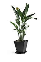 Oiseau du paradis – Pot carré noir en métal galvanisé (6 pieds) Fabrication Québec Oiseau du paradis – Pot carré noir en métal galvanisé (6 pieds) Fabrication Québec