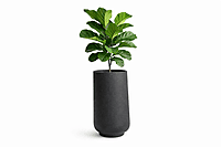 Ficus Lyrata – Pot cylindrique noir en métal galvanisé (78 pouces) Fabrication Québec Ficus Lyrata – Pot cylindrique noir en métal galvanisé (78 pouces) Fabrication Québec